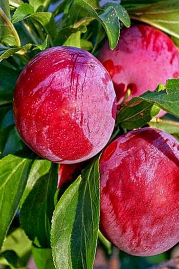Слива диплоїдна ‘Роял Руж’|Prunus domestica ‘Royal Rouge’|Слива диплоидная ‘Роял Руж’